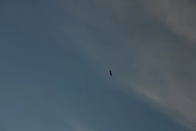 DSC_0258 (Large).JPG